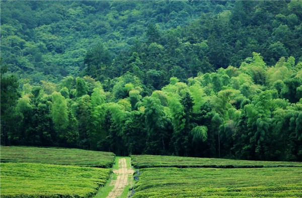 径山竹茶园