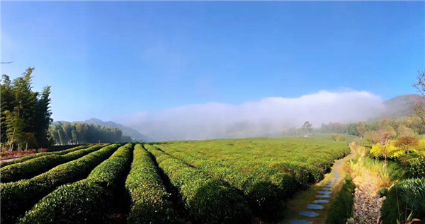 余杭径山竹茶园