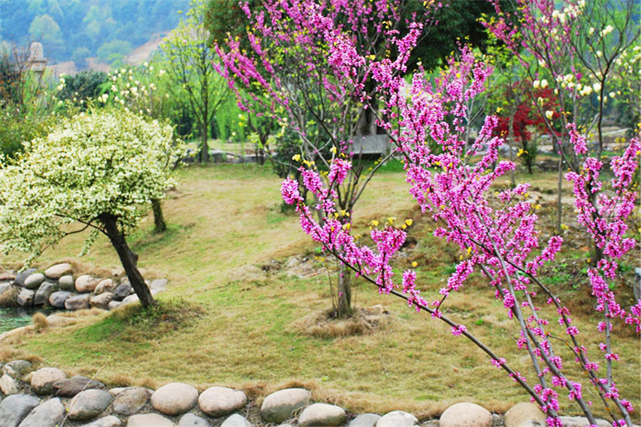 植物小路