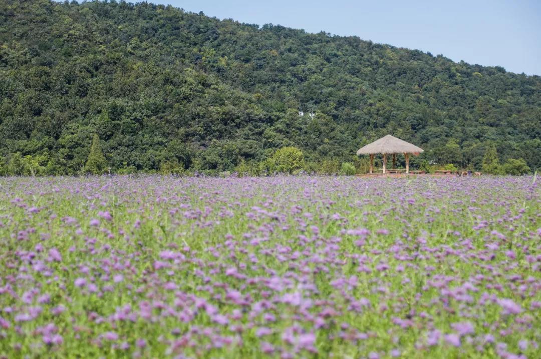 钱江陵园附近铜鉴湖花海图